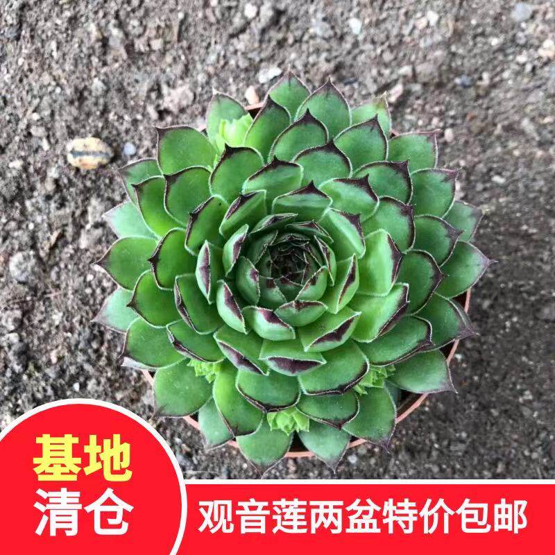 观音莲多头带仔易爆盆多肉带原盆土室内办公桌前包邮肉肉 小陈多肉 淘优券