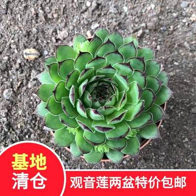 观音莲多头带仔易爆盆多肉带原盆土室内办公桌前包邮肉肉 小陈多肉 淘优券