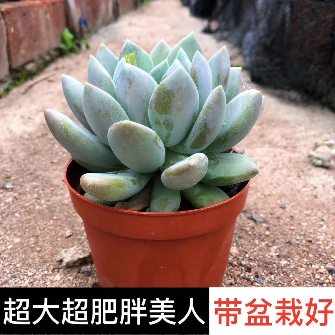 胖美人超大萌肉肉组合绿植盆栽花卉办公室内创意多肉植物包邮