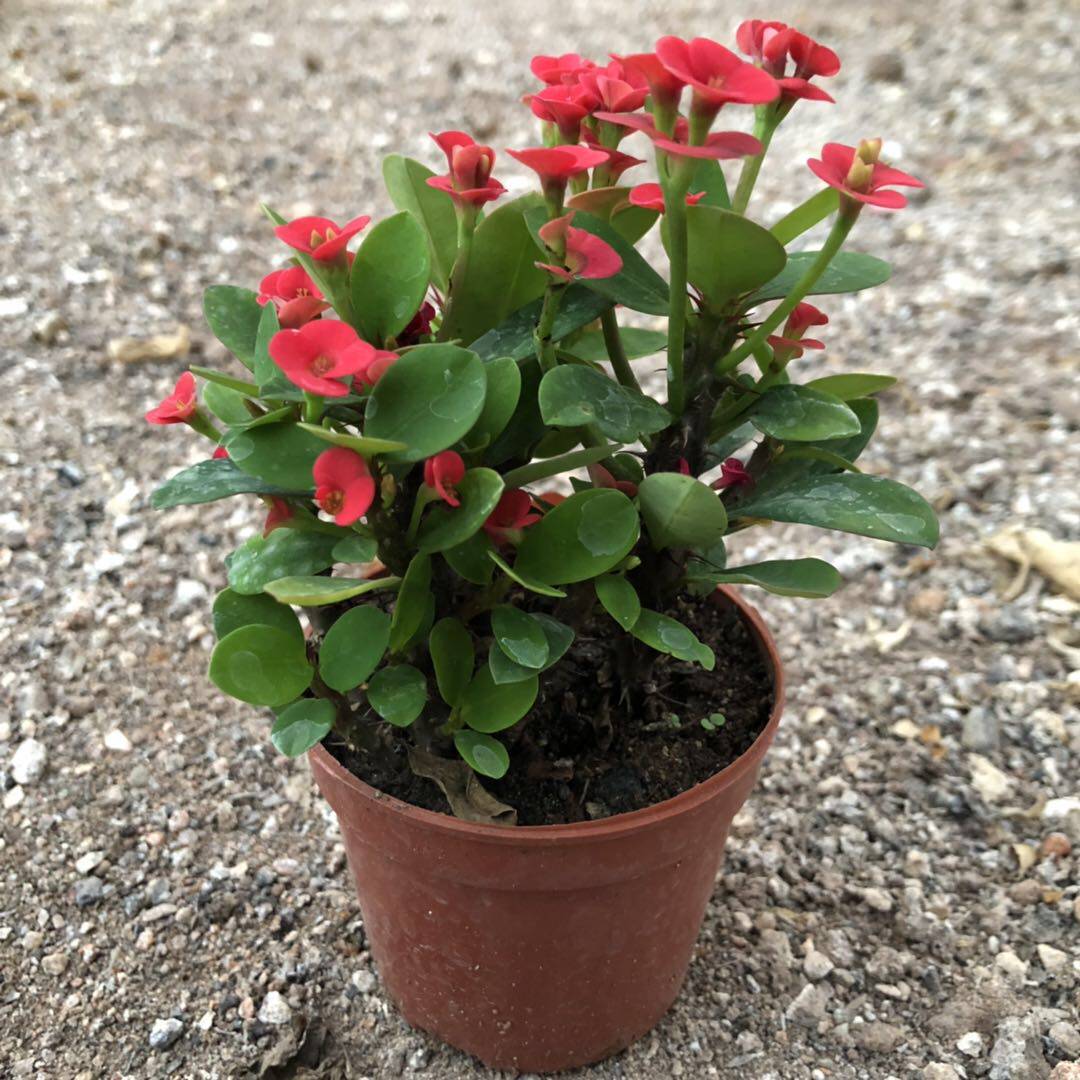 虎刺梅老桩多肉盆栽植物 四季开花阳台客厅庭院 带花苞原盆土包邮