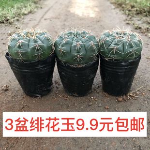 包邮 仙人球盆栽多肉植物防辐射室内办公仙人掌套餐 绯花玉会开花