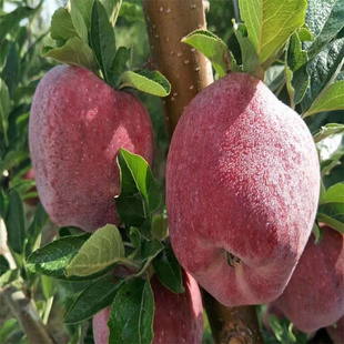 甘肃礼县花牛苹果10斤新鲜当季水果整箱红蛇粉面平果脆甜红苹果