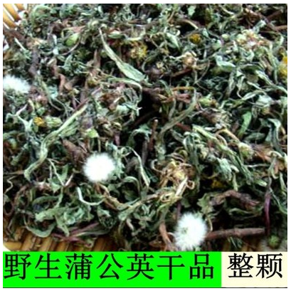 新鲜蒲公英500g包邮
