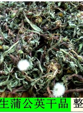 整棵 蒲公英 新鲜茶根叶新蒲公英茶新货蒲公英500g包邮