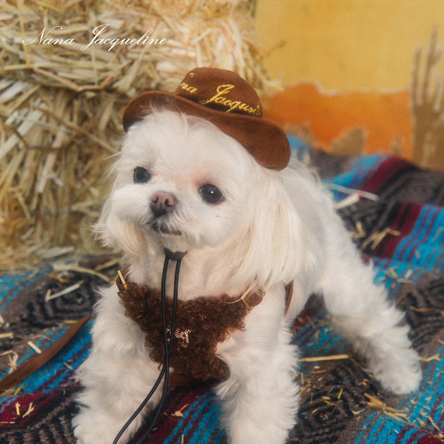 NanaJacqueline宠物牵引绳背心式网眼透气麂皮猫咪小型犬马年新年,宠物/宠物食品及用品,狗牵引绳,淘宝优惠券,粉丝福利购,淘宝优惠卷