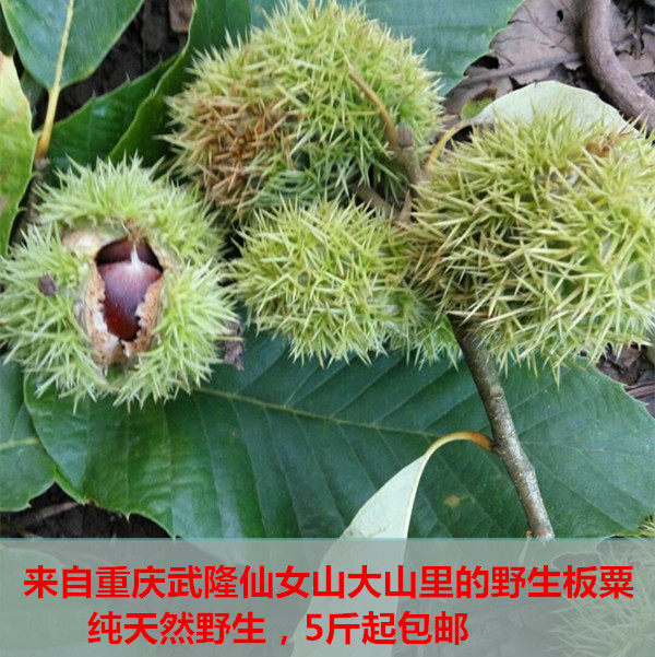 泽仁农业武隆仙女山纯天然新鲜野生板栗生粟子毛粟油粟满200包邮