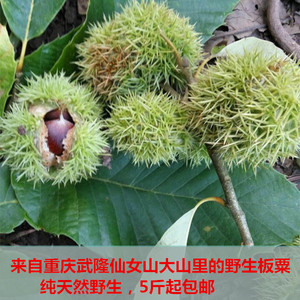 泽仁农业武隆仙女山纯天然新鲜野生板栗生粟子毛粟油粟满200包邮