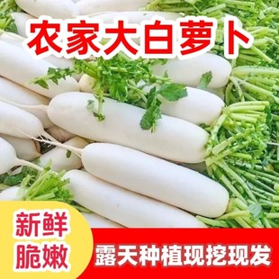 当季新鲜大白萝卜长阳高山包邮纯天然生吃甜脆农家蔬菜水果现发