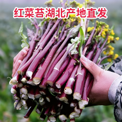 湖北红菜苔特产时令新鲜蔬菜露天种植脆嫩紫菜薹清炒凉拌产地直发