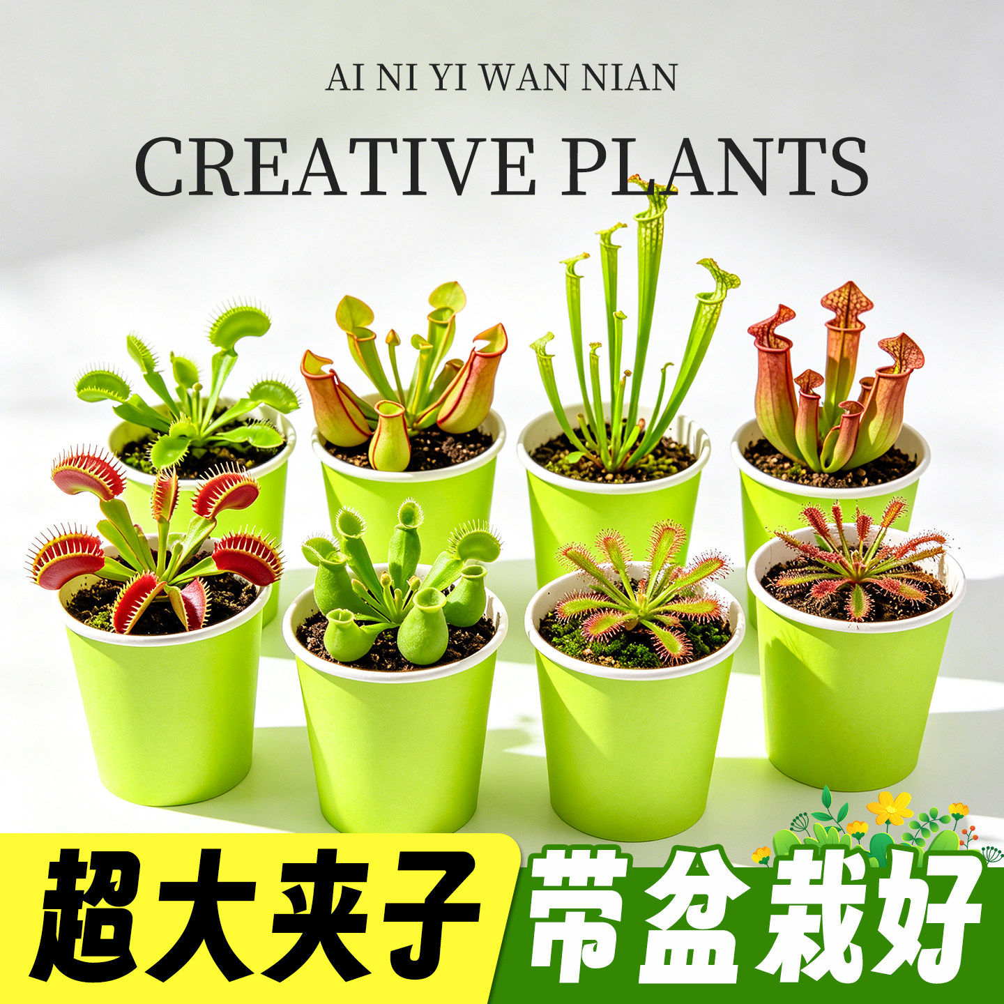 捕蝇草盆栽食虫植物吃虫子猪笼草夏季办公桌面驱蚊绿植食虫草夹子