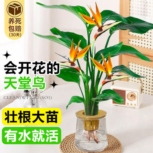 天堂鸟水培植物客厅绿植盆栽办公室内花卉桌面四季常青水养鹤望兰