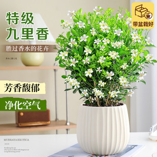 丛生九里香盆栽带花苞清新空气好养易活室内桌面庭院阳台花卉绿植