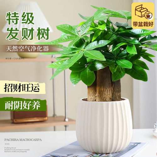特级发财树办公室绿植桌面小盆栽室内植物花卉四季常青好养招财树