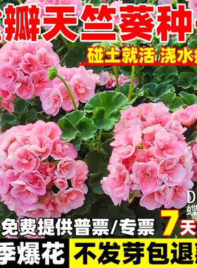 重瓣天竺葵种子苗四季播种开花室内外洋绣球花种籽孑盆栽花卉花籽