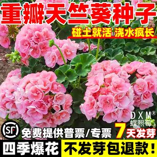 重瓣天竺葵种子苗四季播种开花室内外洋绣球花种籽孑盆栽花卉花籽