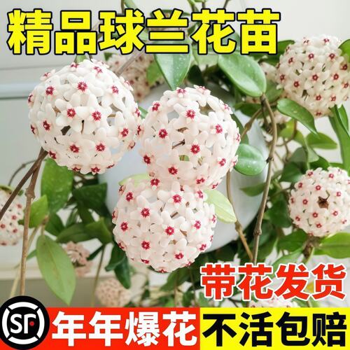 球兰花盆栽大苗绿植吊兰家养花卉植物四季开花常绿室内