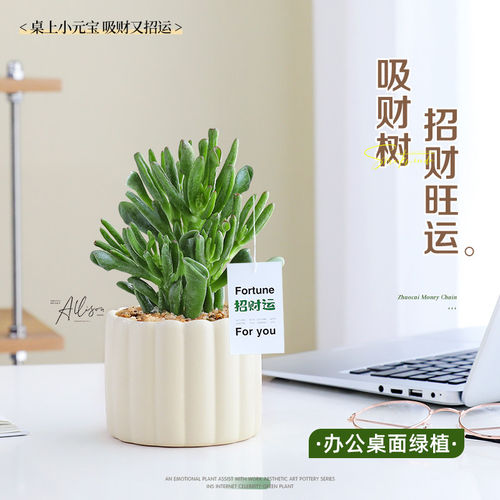 吸财树多肉小盆栽办公室绿植室内桌面植物招财耐旱好养活工位摆件