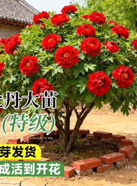 牡丹花卉盆栽带花芽苞特大号洛阳正宗花卉盆栽室内客厅易养活四季