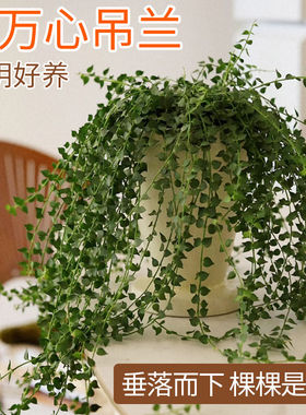 百万心吊兰盆栽植物室内垂吊千叶吊兰爱之蔓墙壁悬挂式常春藤好养
