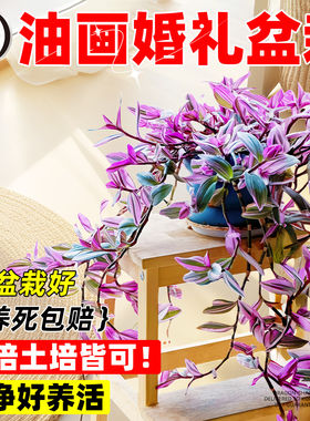 油画婚礼吊兰大苗盆栽垂吊紫露兰水培植物室内阳台花卉绿植四季开