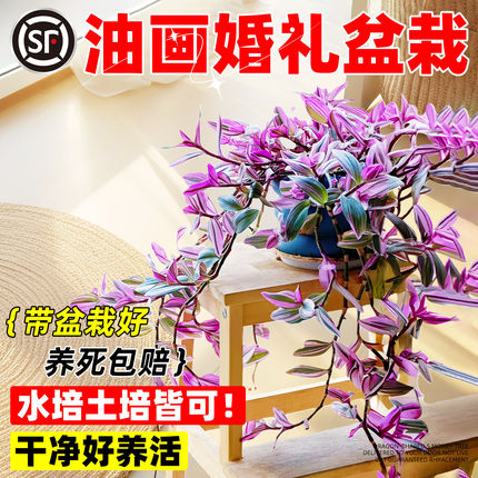 油画婚礼吊兰大苗盆栽垂吊紫露兰水培植物室内阳台花卉绿植四季开