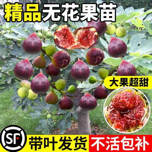无花果树果苗波姬红盆栽地栽无花果苗南北方矮化苗树