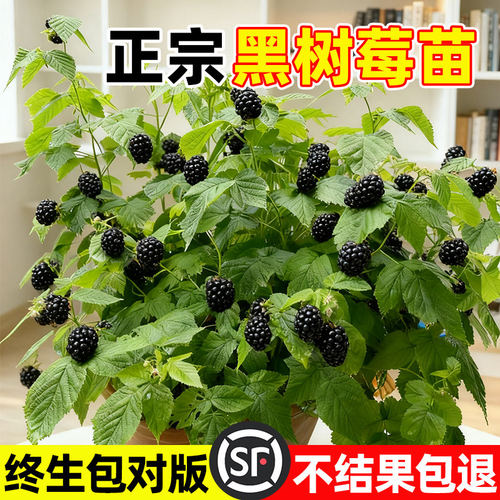 黑树莓盆栽大苗南北方种植当年结果红覆盆子四季好养嫁接果树果苗