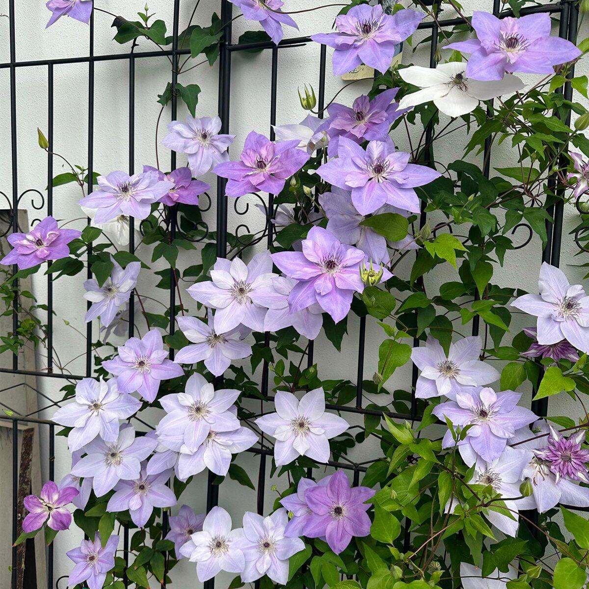 铁线莲爬藤植物庭院耐寒绿植盆栽小苗乌托邦银币阳台四季攀援花卉