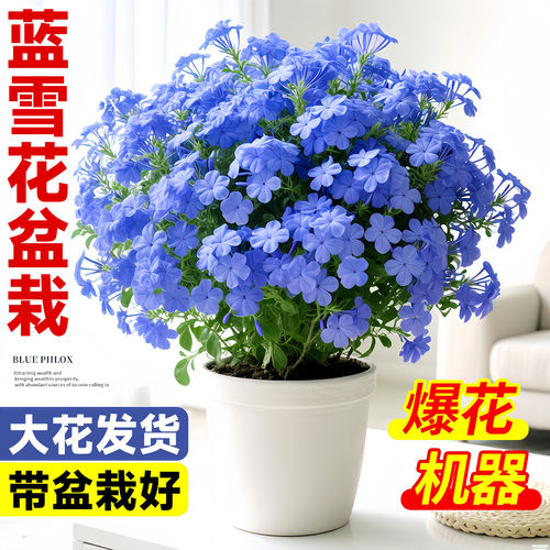 蓝雪花盆栽大苗鲜花卉绿植物室内带花苗阳台爬藤耐热四季好养开花