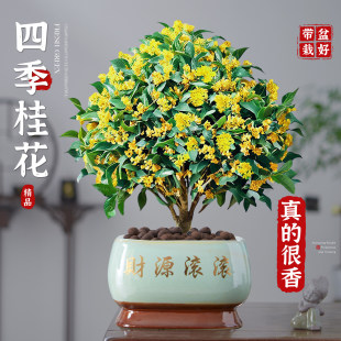 四季桂花盆栽树苗浓香型新中式盆景矮桩绿植桌面办公室内盆栽植物