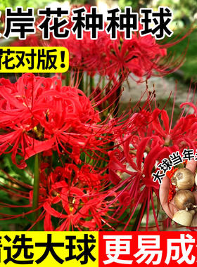 彼岸花种球曼珠沙华花种曼陀罗种子红花石蒜花盆栽室内外四季花卉