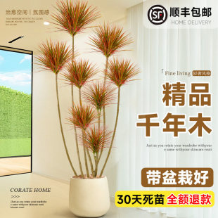 千年木客厅绿植大型植物盆栽室内七彩铁龙血树落地式好养真树造景
