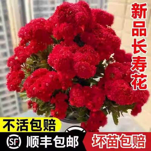 新品长寿花盆栽带花苞重瓣大花苗阳台花卉绿植物室内好养四季开花