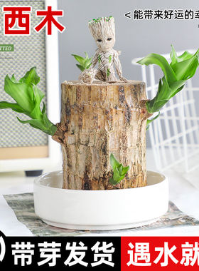 巴西木格鲁特幸运木开花水养绿植室内盆栽带芽发货小树人水培植物