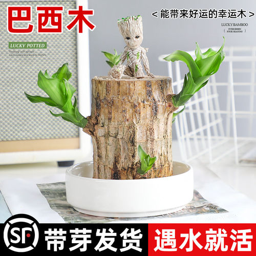 巴西木格鲁特幸运木开花水养绿植室内盆栽带芽发货小树人水培植物