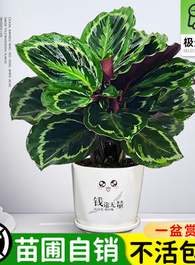 彩虹竹芋盆栽植物双线竹芋彩叶绿植物花卉室内夏季天除甲醛好养活