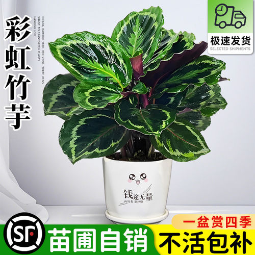 彩虹竹芋盆栽植物双线竹芋彩叶绿植物花卉室内夏季天除甲醛好养活