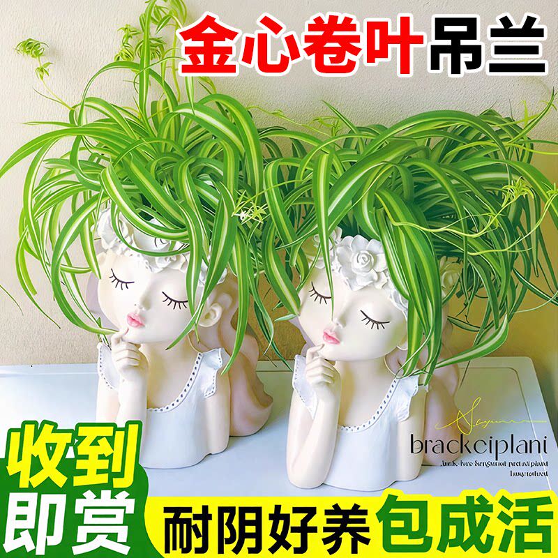 金心卷叶吊兰盆栽法国女郎办公室桌面小盆栽室内垂吊绿植金边吊兰