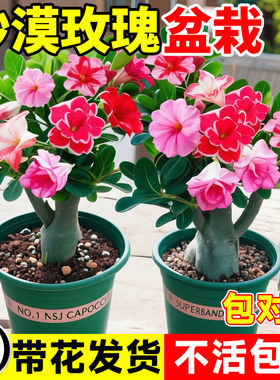 沙漠玫瑰花苗盆栽带花苞多肉植物老桩室内外绿植盆景四季开花客厅