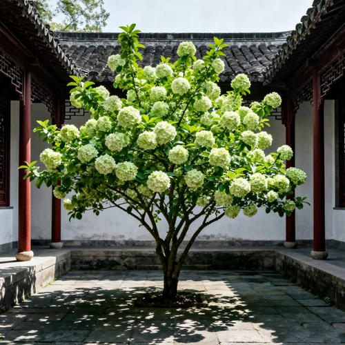 中华木绣球树苗大花斗球庭院阳台鲜切花盆栽正宗木本耐寒绿植花卉