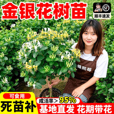金银花树苗盆栽带花浓香型阳台可观赏食用老桩四季开爬藤花卉植物