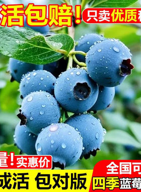 蓝莓种籽蓝莓树苗种子室内外阳台庭院盆栽地栽易活多品种四季种植