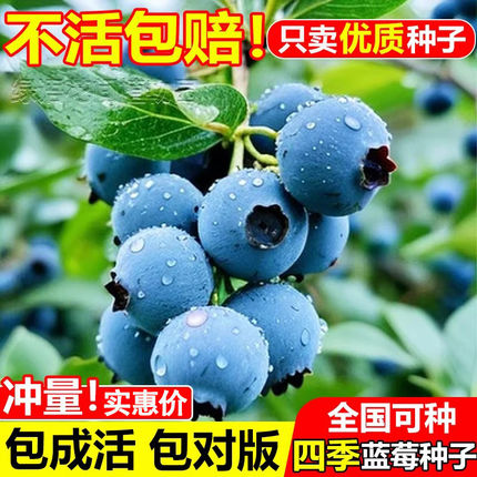 蓝莓种籽蓝莓树苗种子室内外阳台庭院盆栽地栽易活多品种四季种植