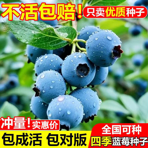 蓝莓种籽蓝莓树苗种子室内外阳台庭院盆栽地栽易活多品种四季种植