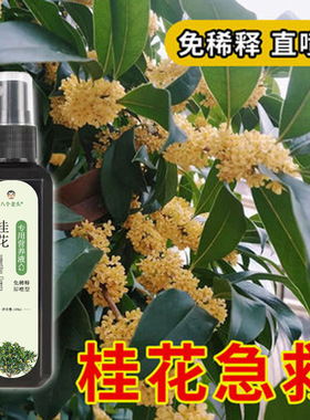 厂家供应八个老头桂花专用营养液防黄促苗促发芽免稀释促生长爆芽