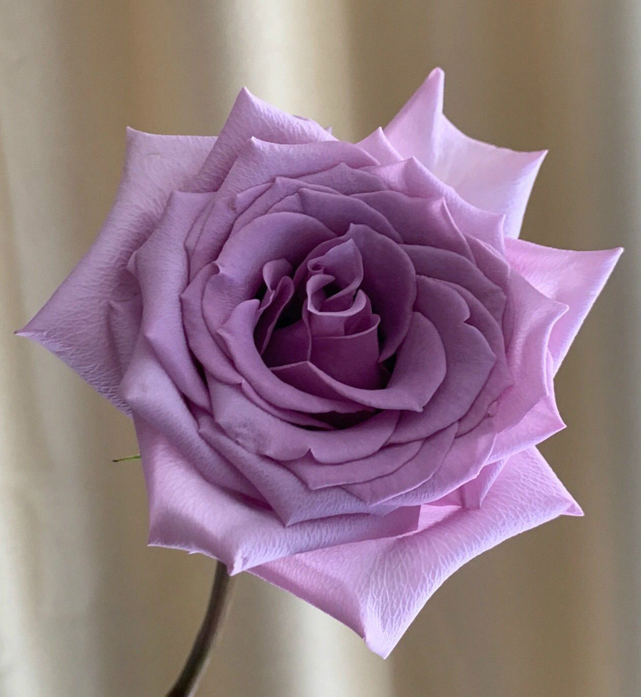 铃兰家 | 前卫 超新品2022紫色厄瓜多尔玫瑰花苗曼塔花形盆栽花卉,鲜花速递/花卉仿真/绿植园艺,月季/蔷薇/玫瑰,淘宝优惠券,粉丝福利购,淘宝优惠卷