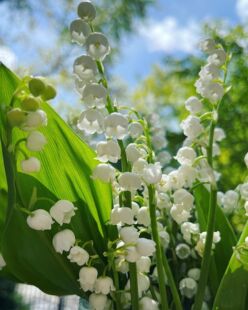 进口铃兰花苗带根网红植物新娘手捧花包对版开花浓香盆栽顺丰包邮