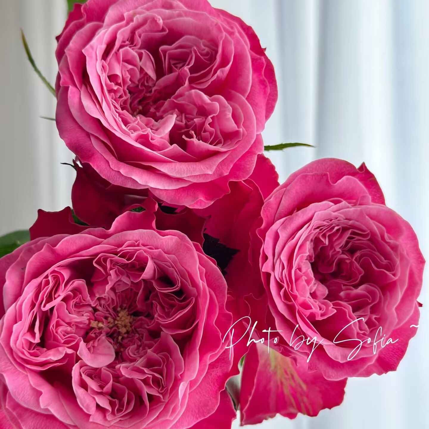 沐泽庄园VillaMuze月季花苗盆栽