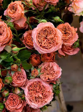 铃兰家 |  潮流贝拉 Bella trendsetter荷兰多头超新品月季花苗