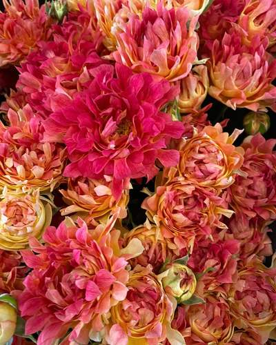 火焰荷兰2023海葵多头花苗